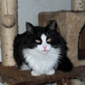 Meet your Posher, Savannah